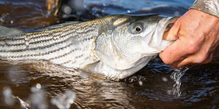 Arizona Fishing License 2026: Age 10+ Rules