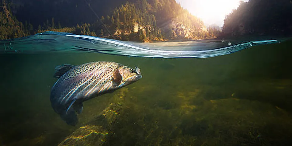 Fishing rod beside a clear rocky stream with natural forest shoreline
