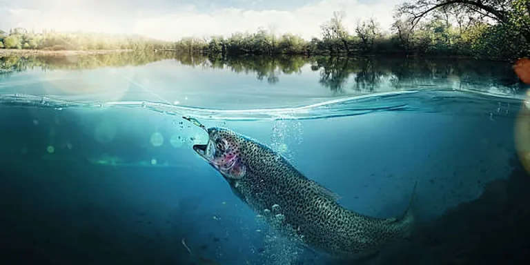 How to Get a Michigan Fishing License Online (2026 Step-by-Step)