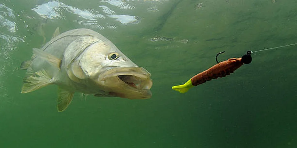 Fishing rod beside a clear rocky stream with natural forest shoreline