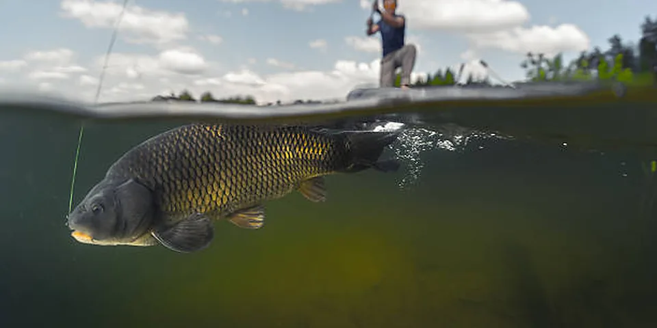 Two different sized fishing rods on an empty dock beside calm water