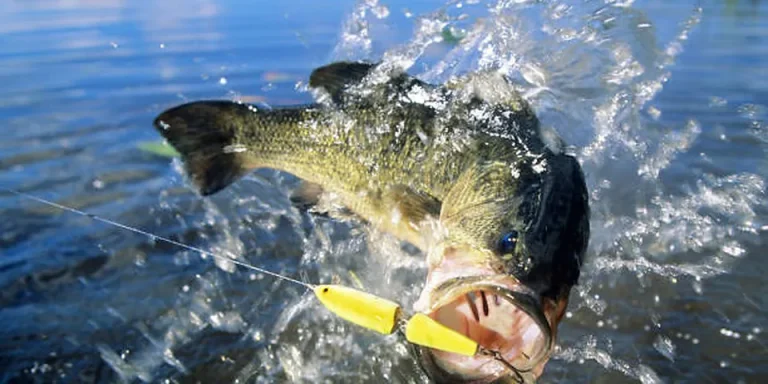 Tennessee Nonresident Fishing License 2026: Cost & Options